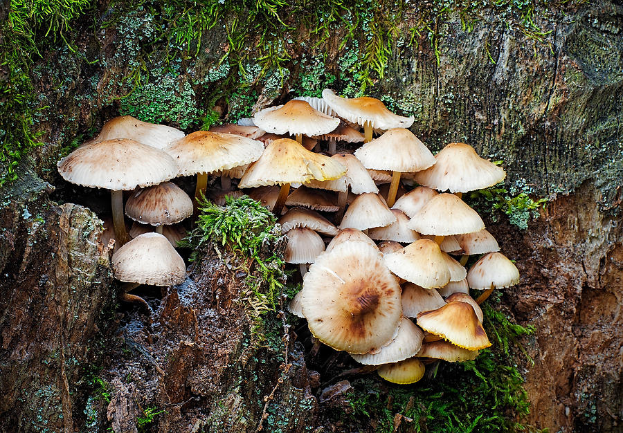 Mini Mushroom Landscape Photograph by Jim Zablotny