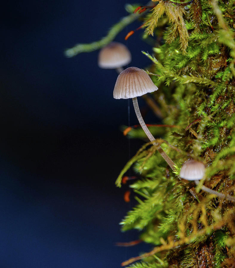 Mini Mushroom Photograph by Steph Gabler
