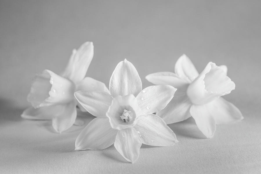 Mini Narcissus Black and White 2 Photograph by Iris Richardson | Fine ...