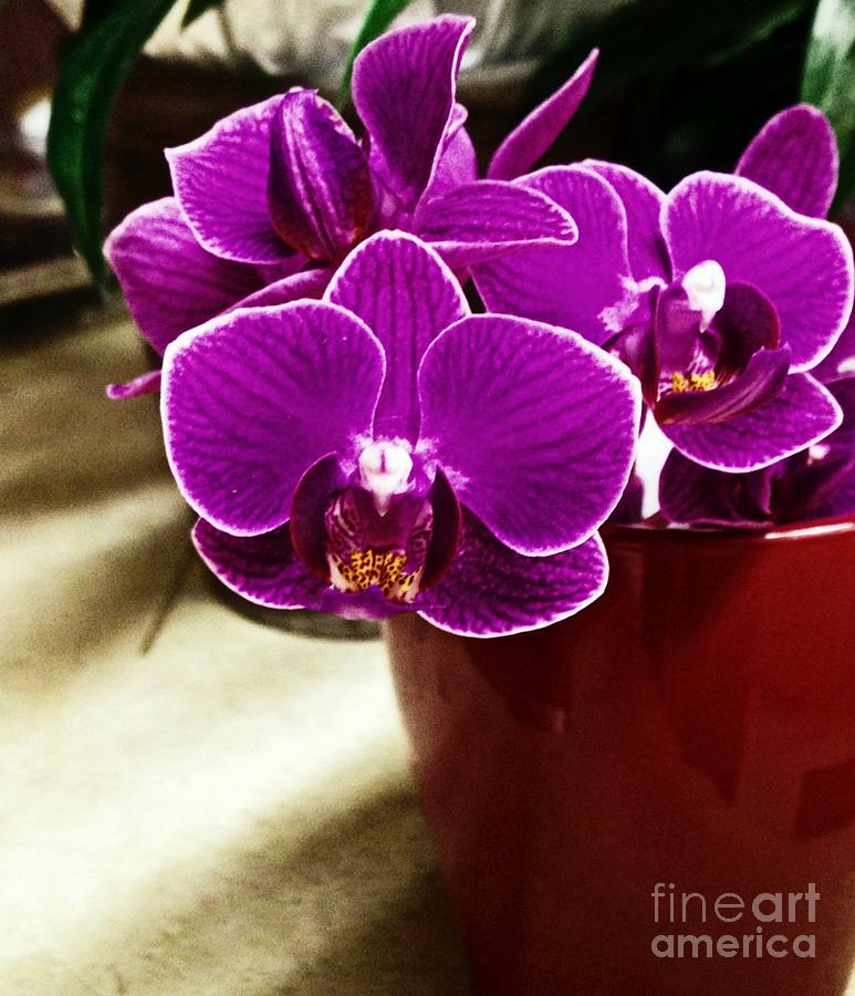Flower Photograph - Mini Orchids by Catherine Melvin