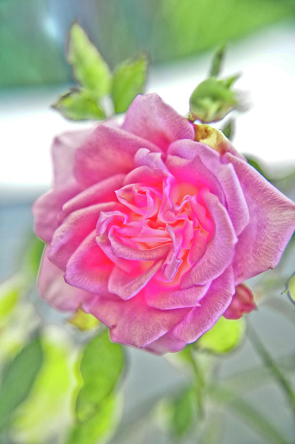 Mini Pink Rose Photograph by Adria Trail