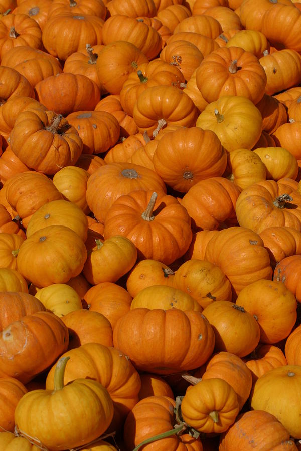 Fall Photograph - Mini Pumpkins by Jeff Floyd
