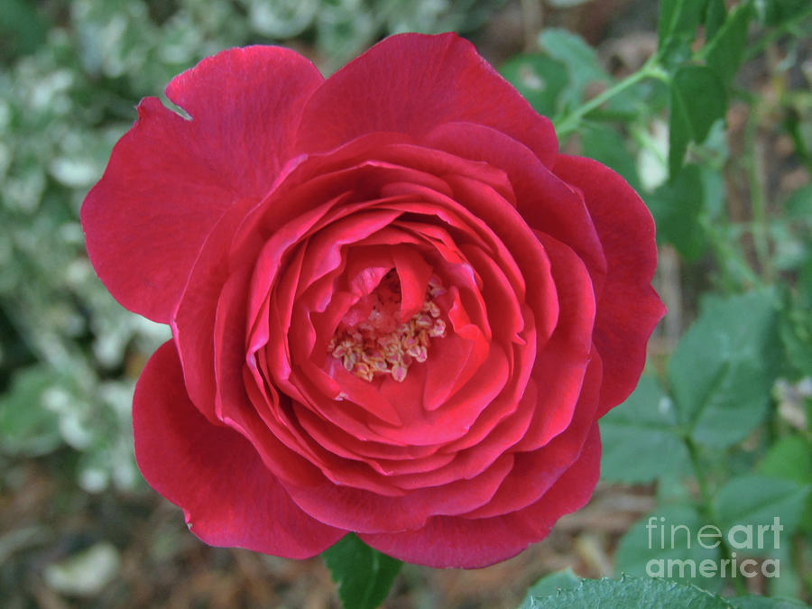 Mini Red Rose Photograph by Kim Tran