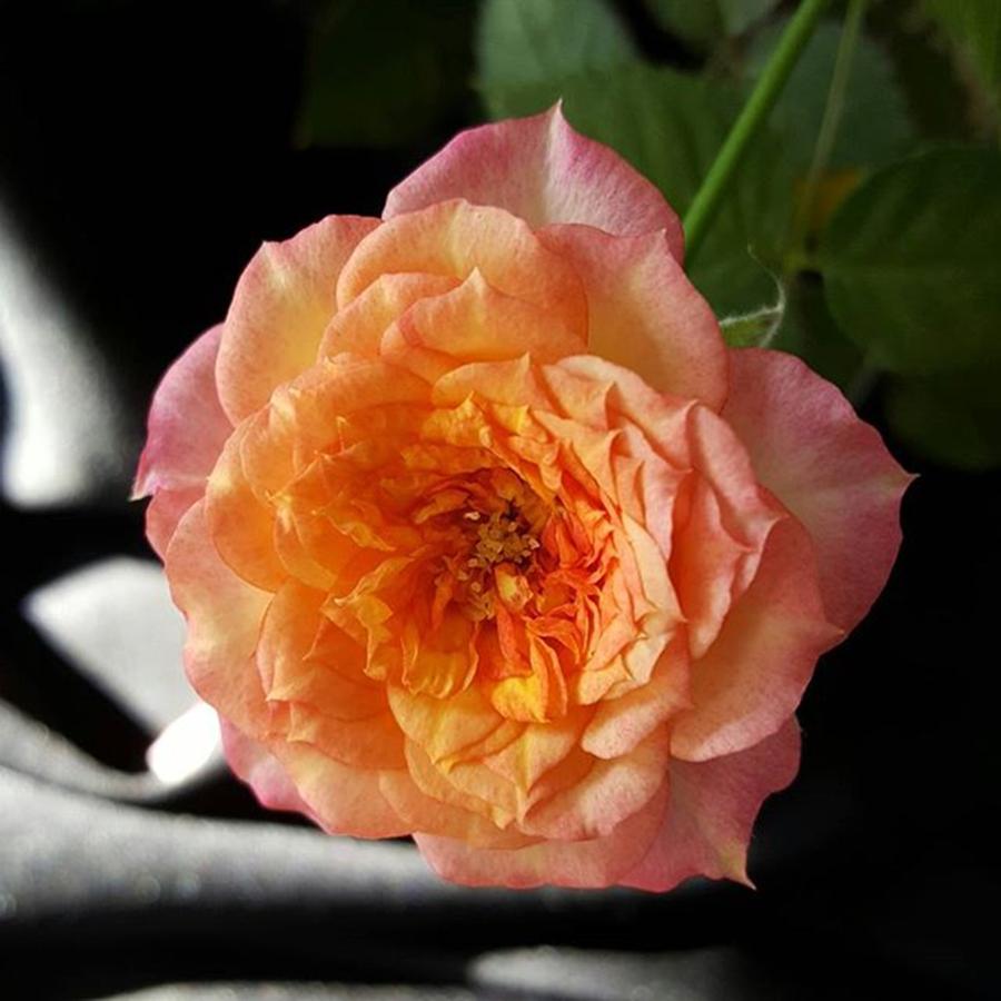 Rose Photograph - Mini Rose Bush Orange By Tammy Finnegan by Tammy Finnegan