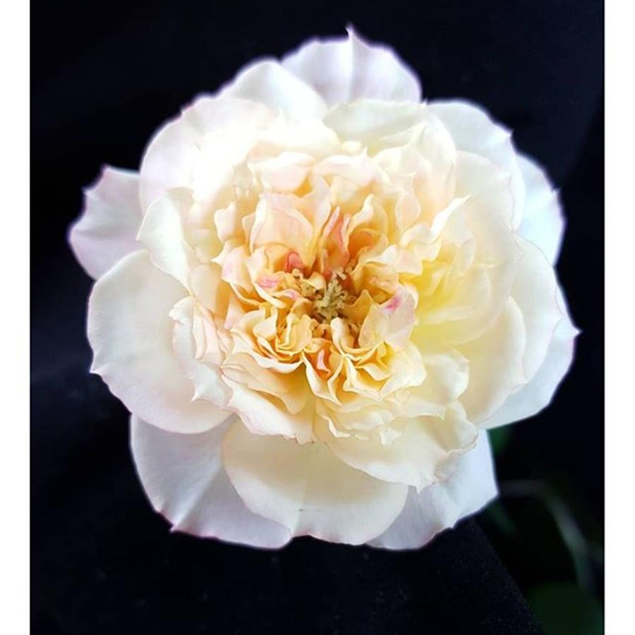 Mini Rose By Tammy Finnegan #minirose Photograph by Tammy Finnegan