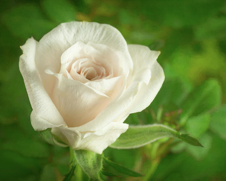 Mini Rose Photograph by Ken Mickel