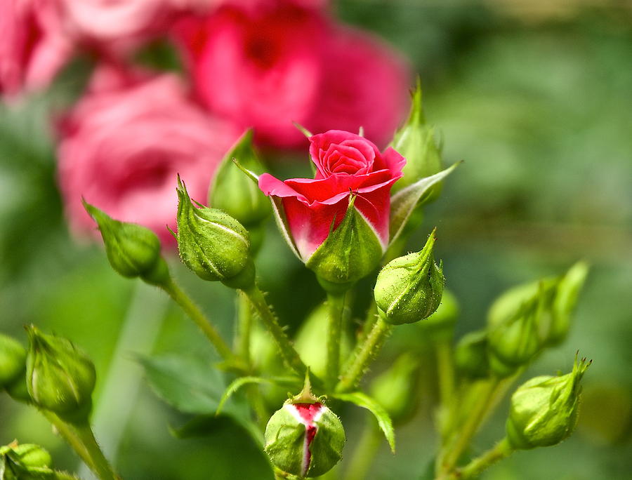 Mini Rose Longwood Gardens Photograph by Mark Holden - Fine Art America