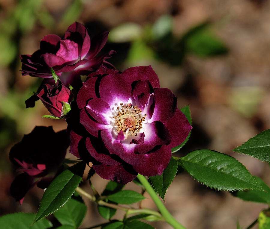 Mini Rose Photograph by Ronda Ryan