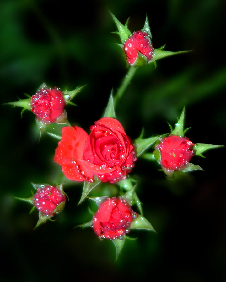 Mini Roses Photograph by Anthony Jones