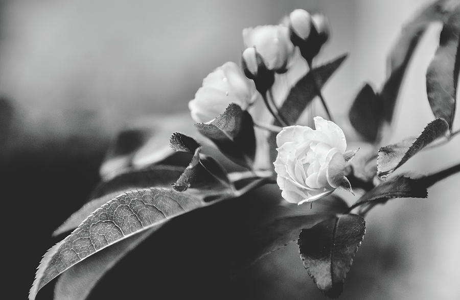 Mini Roses Black White Photograph by Andrea Anderegg