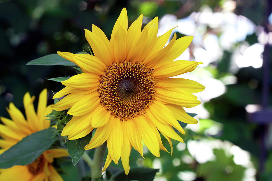 Mini Sunflower Photograph by Jeff Severson
