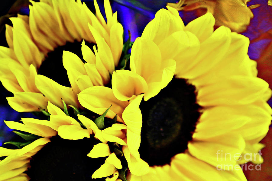 Mini Sunflowers Photograph