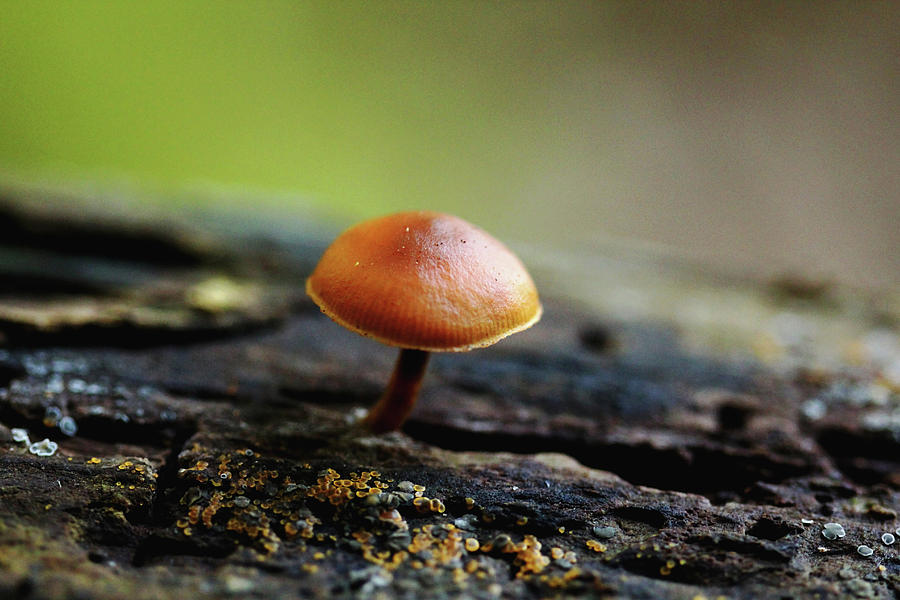 Mini Umbrella Mushroom Photograph by Debbie Oppermann