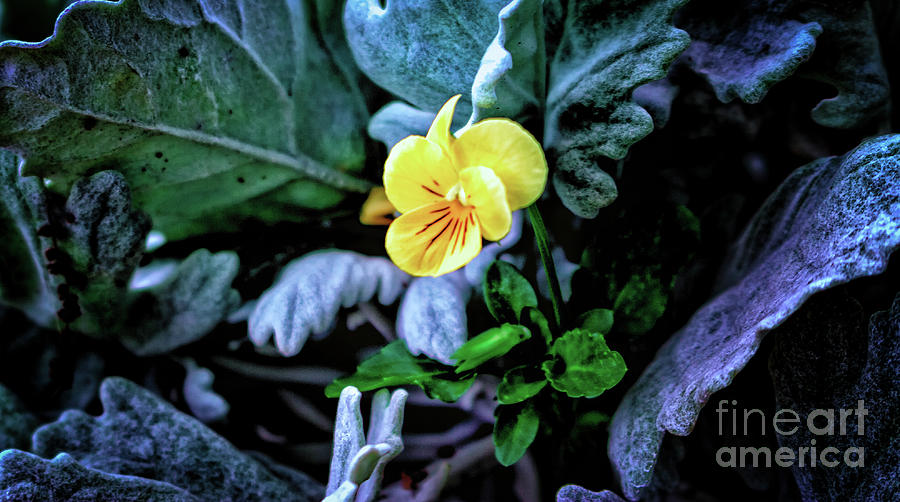 Mini Yellow Flower Photograph by JB Thomas