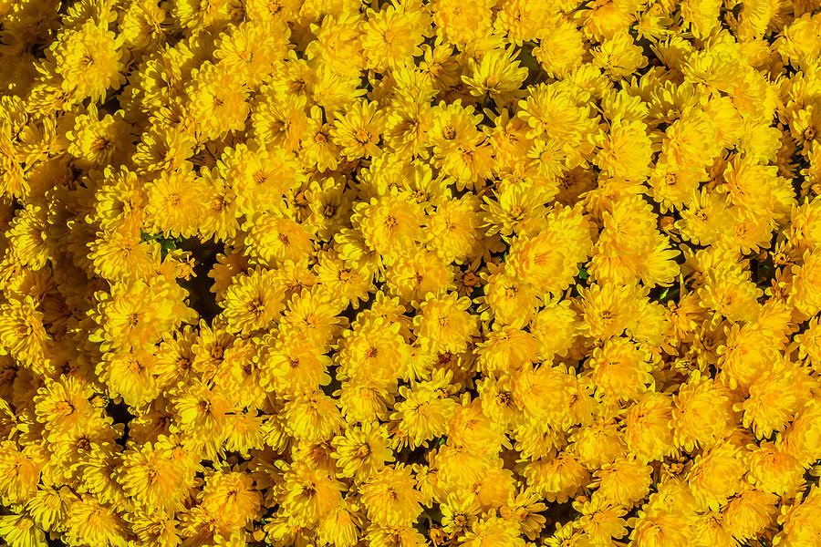 Mini Yellow Mums Photograph by Garry Gay