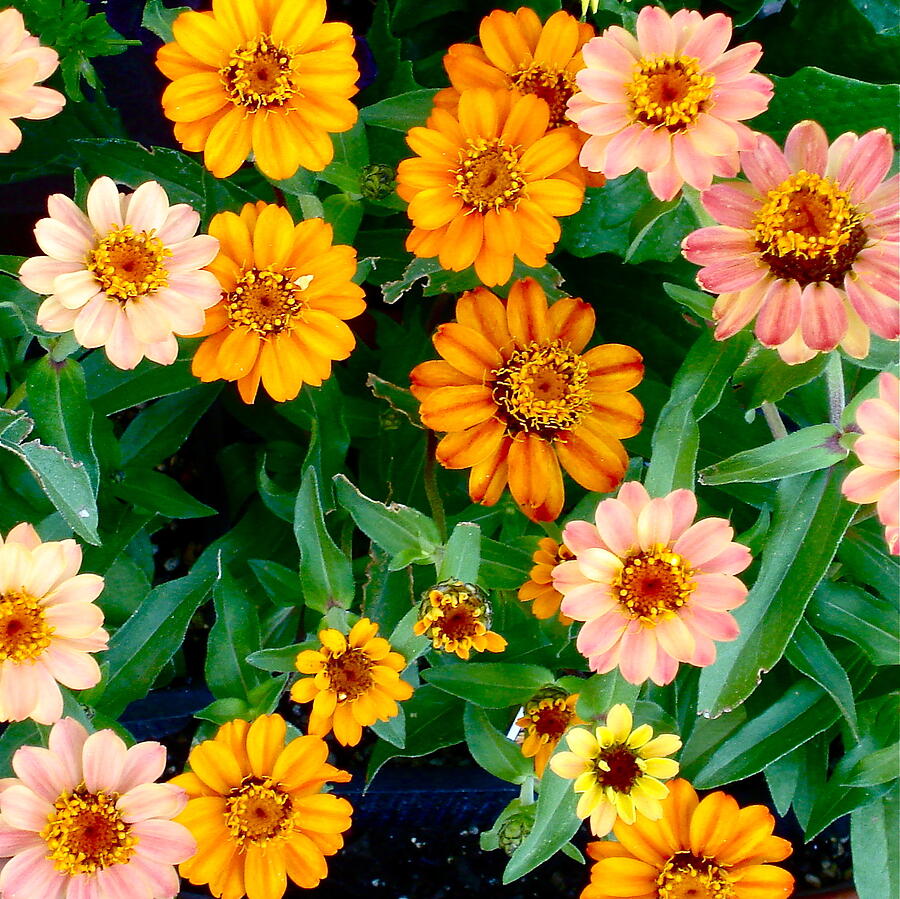 Mini Zinnias Photograph by Bonnie See