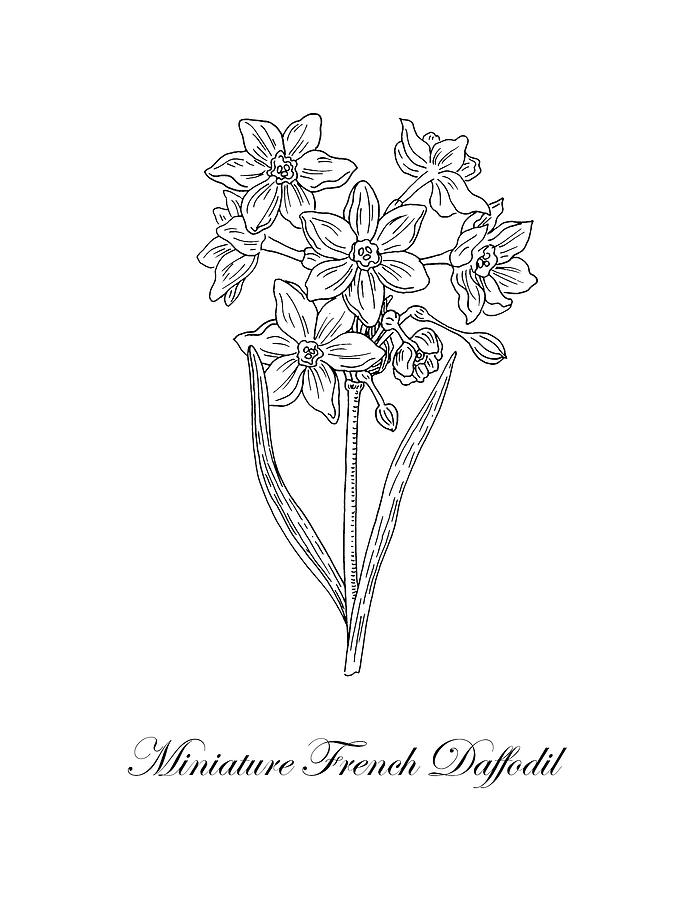 Miniature Daffodil Botanical Drawing Black And White Drawing by Irina Sztukowski