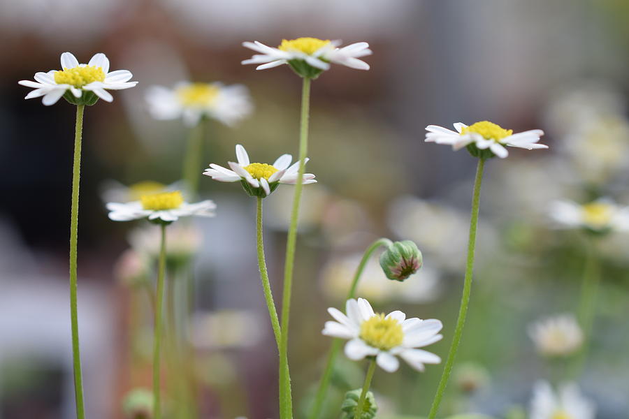 Miniature Daisy, a ground cover.  Photograph by Jimmy Chuck Smith