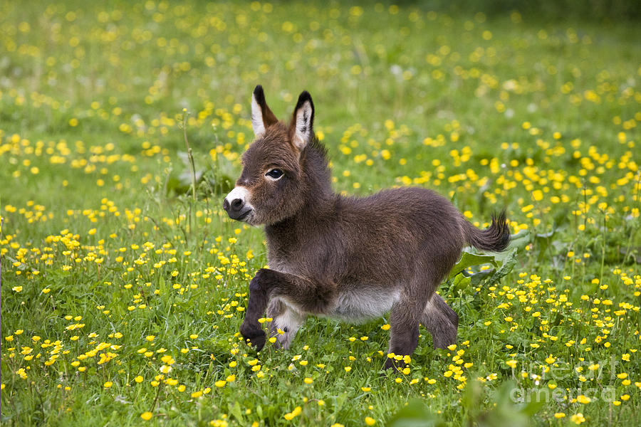 Miniature Donkey Photograph - Miniature Donkey Foal by Jean-Louis Klein & Marie-Luce Hubert
