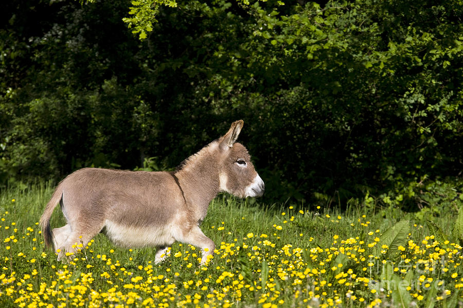 Donkey Photograph - Miniature Donkey by Jean-Louis Klein & Marie-Luce Hubert
