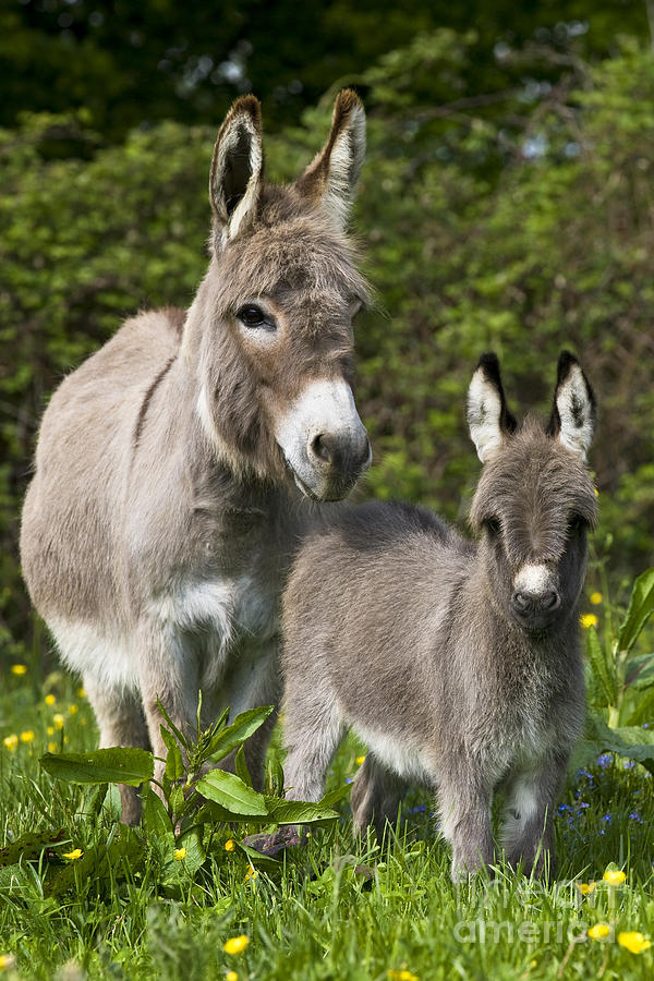 Donkey Photograph - Miniature Donkeys by Jean-Louis Klein & Marie-Luce Hubert