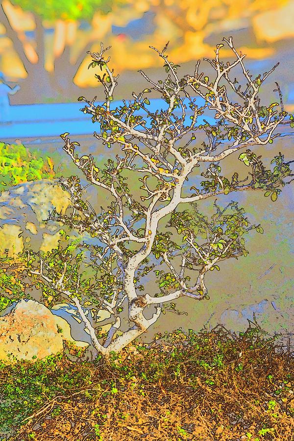 Miniature Elm Tree Abstract Photograph by Linda Brody