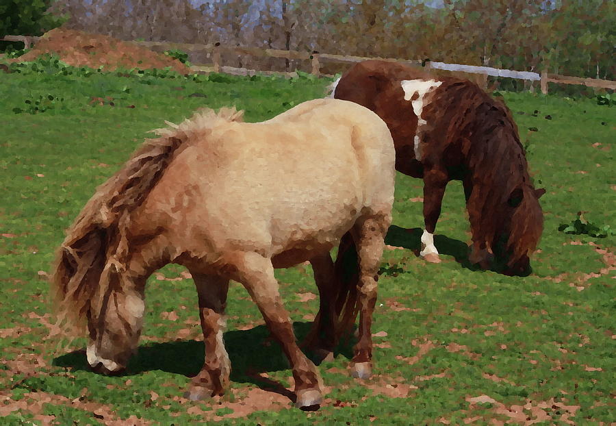 Horse Photograph - Miniature Horses by Cathy Lindsey