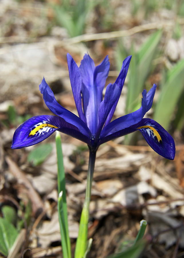 Miniature Iris Photograph by Michael Peychich Pixels