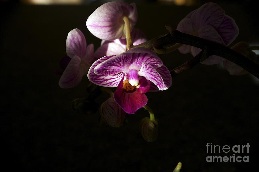 Orchid Photograph - Miniature Orchid by Elaine Mikkelstrup