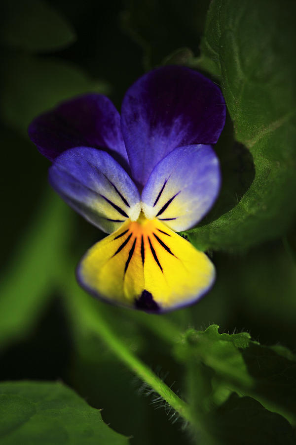 Miniature Pansie Photograph by Marilyn Hunt