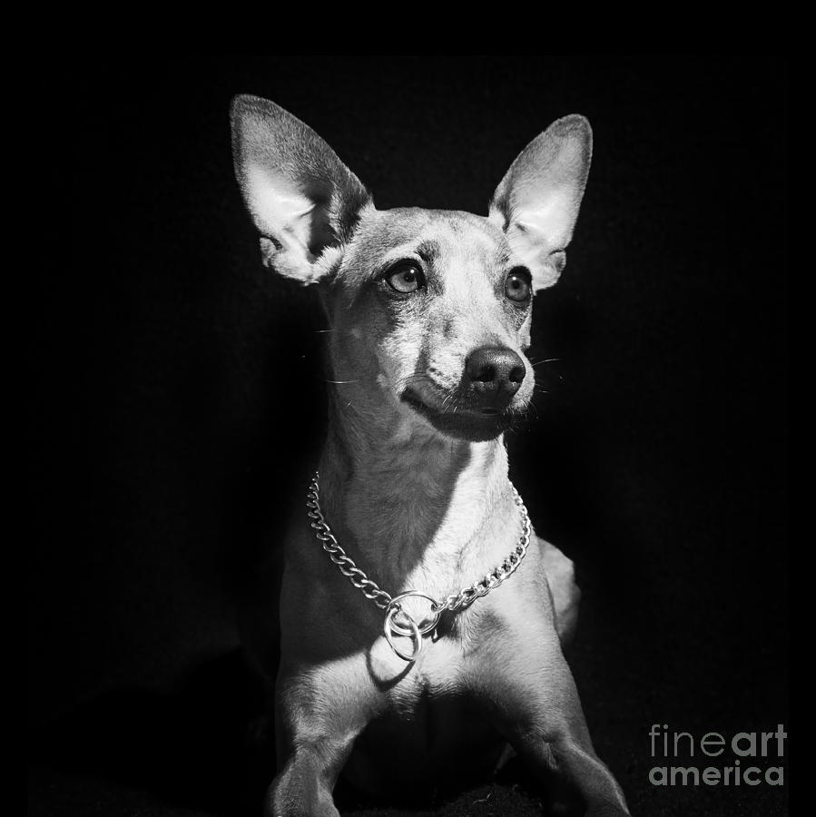 Miniature Pinscher dog Photograph by Gunnar Orn Arnason