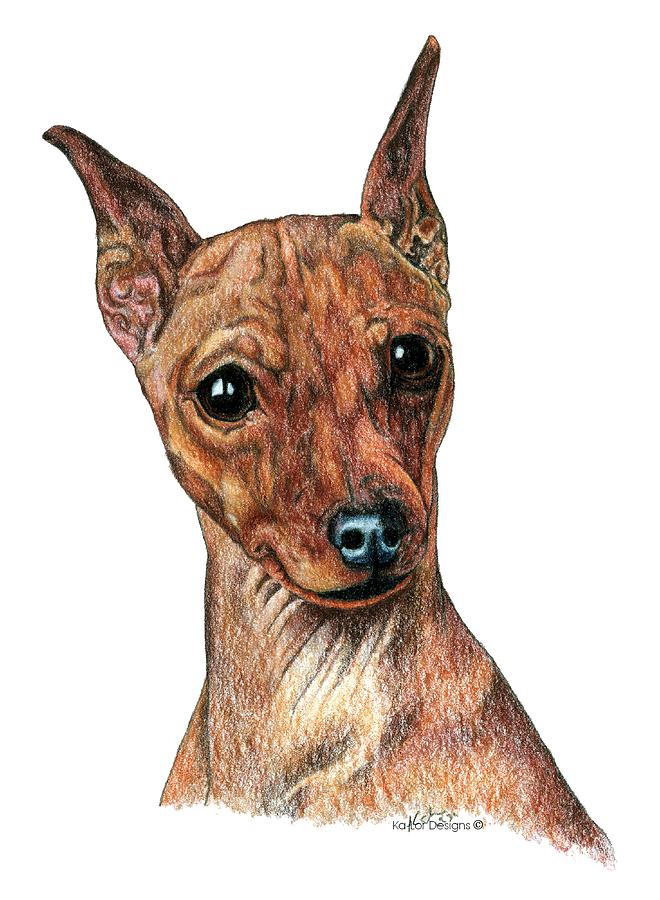 Toy Drawing - Miniature Pinscher, Min Pin by Kathleen Sepulveda