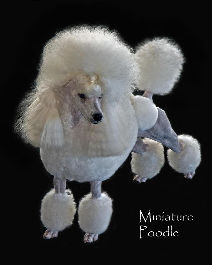 Miniature Poodle Photograph by Larry Linton