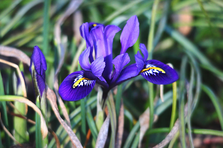 Miniature Purple Iris Photograph by Trina Ansel