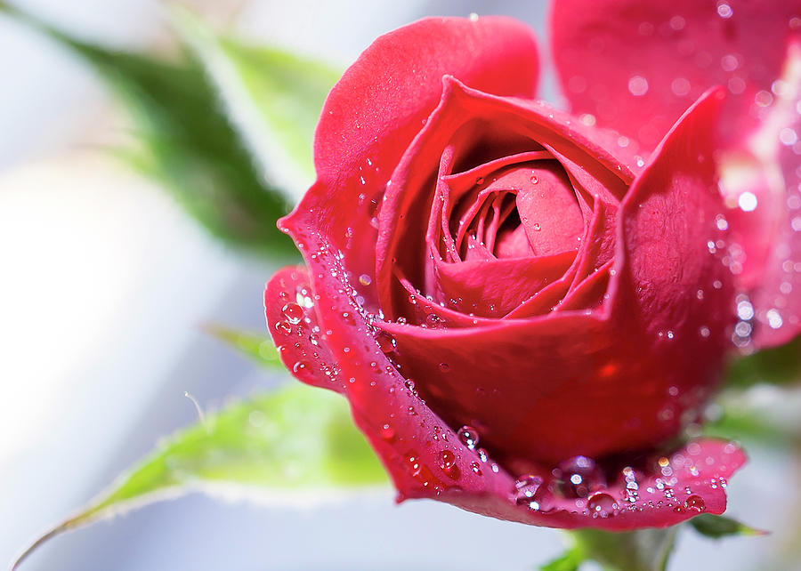 Miniature Red Rose Photograph by Mariola Szeliga