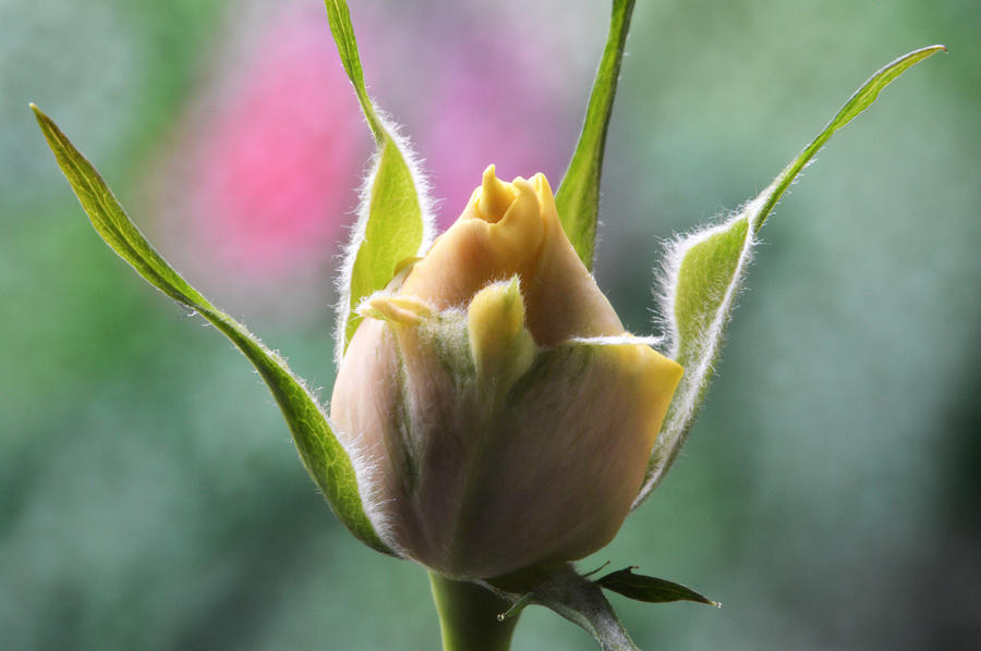 Miniature Rose Bud. Photograph by Terence Davis