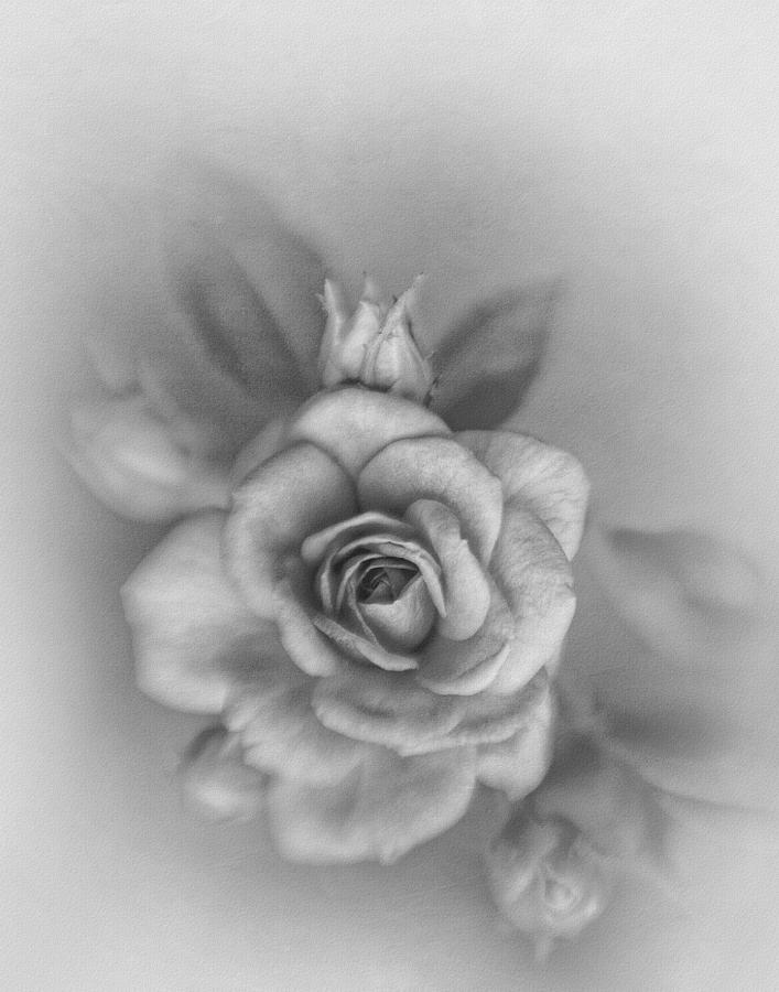 Miniature Rose in Monochrome Photograph by David and Carol Kelly