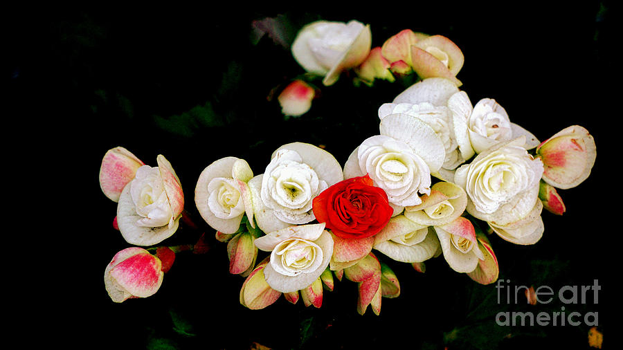 Miniature Roses Digital Art by Ian Gledhill