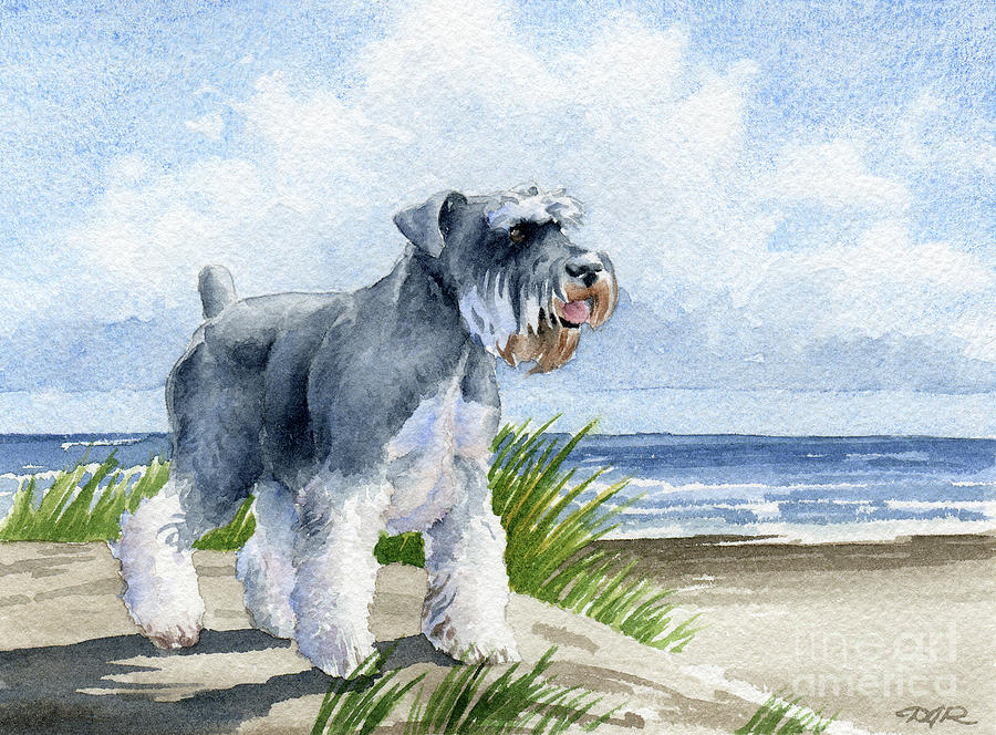 Beach Painting - Miniature Schnauzer at the Beach  by David Rogers