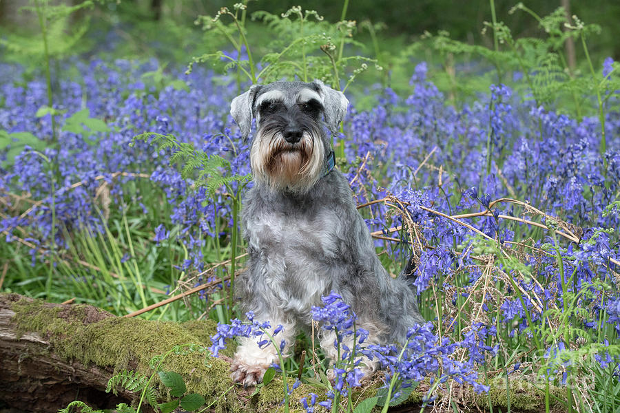 Evans schnauzers best sale