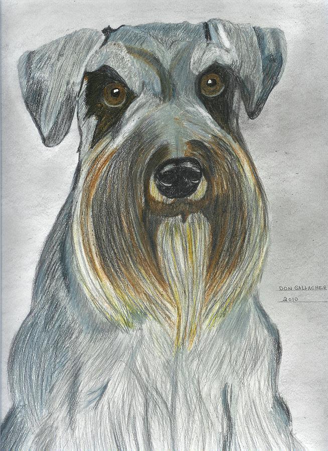 Nature Drawing - Miniature Schnauzer by Don  Gallacher