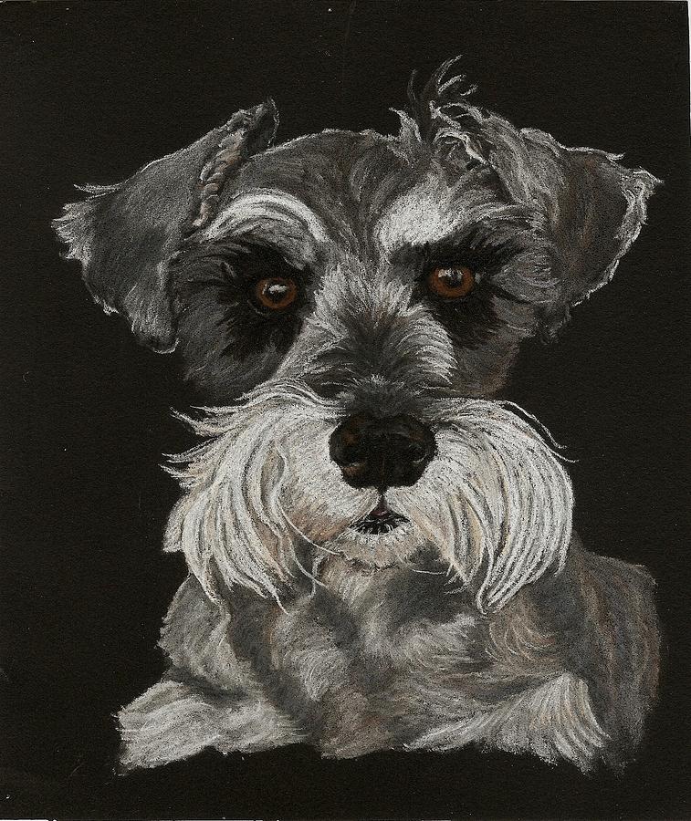 Miniature Schnauzer Pastel by Joan Pye | Fine Art America