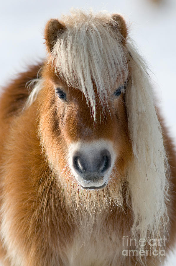 Miniature Shetland Pony Photograph by Mark Bowler and Photo Researchers