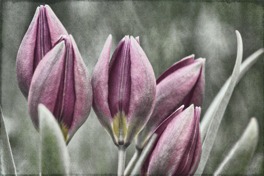Miniature Tulips Txt Photograph by Theo OConnor