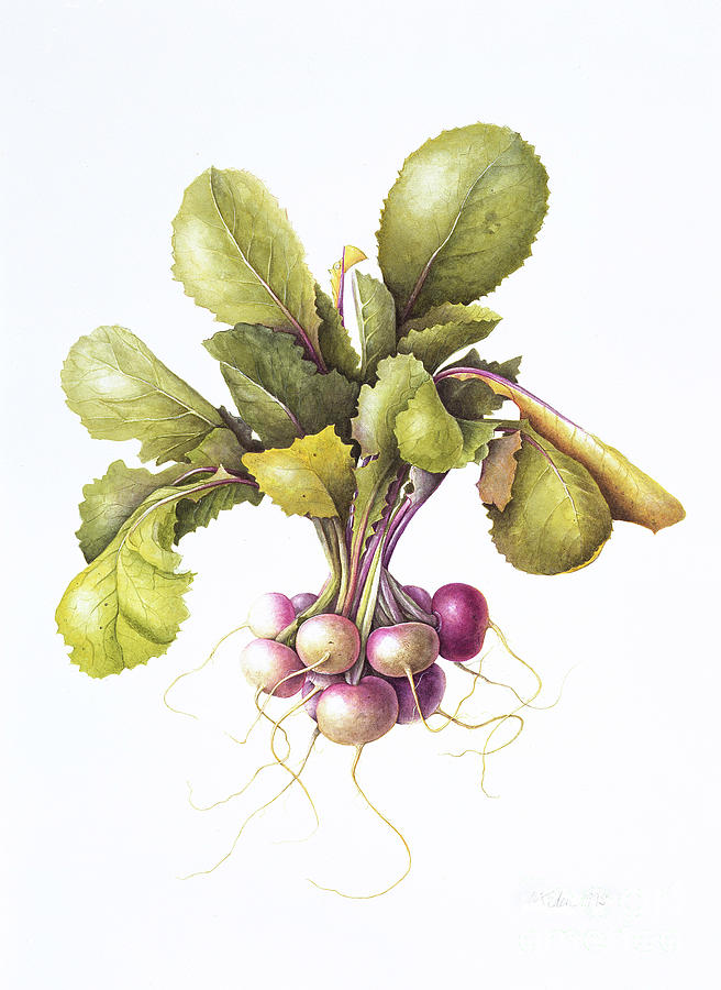 Vegetable Painting - Miniature turnips by Margaret Ann Eden