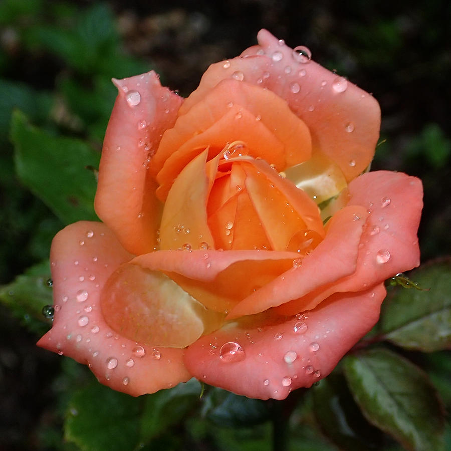 Miniature Wet Rose Photograph by Farol Tomson