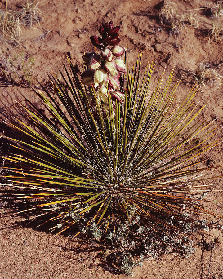 Miniature Yucca Bloom Photograph by Tom Daniel