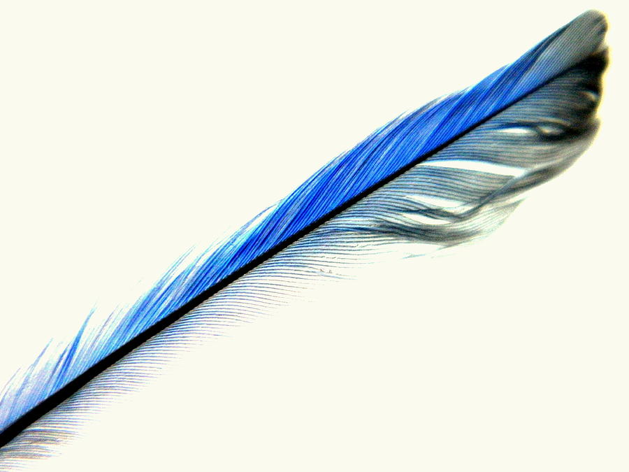 Minimalism Feather Bluebird Gift 2 Photograph by Kathy Barney