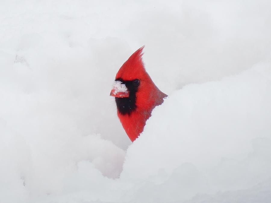 Minimalist Cardinal - Bird Photograph by MTBobbins Photography