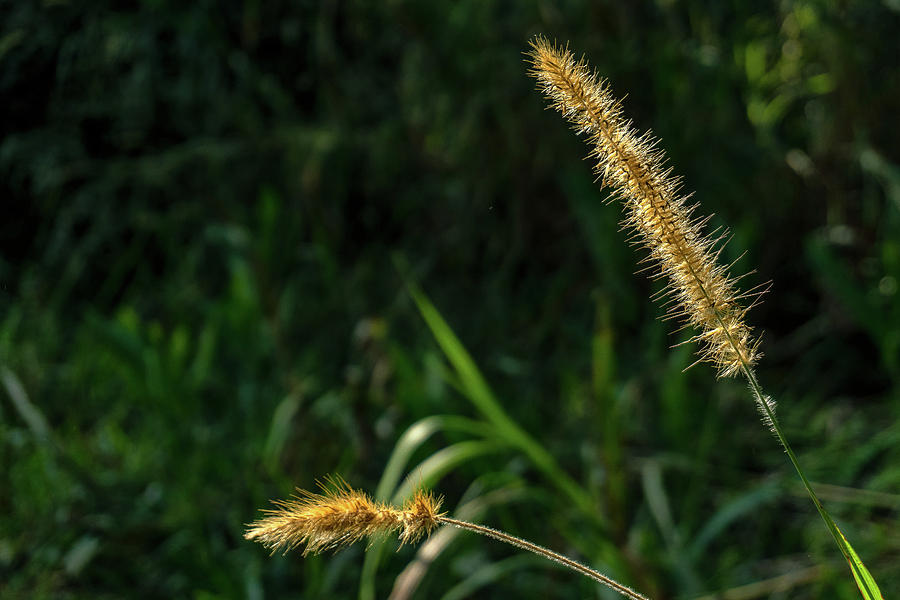 Minimalist - Cat's Tail Plant Photograph By Enio Godoy - Fine Art America